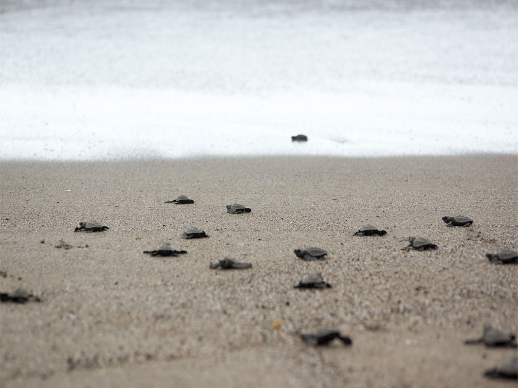 Actividades Turísticas en Puerto Escondido