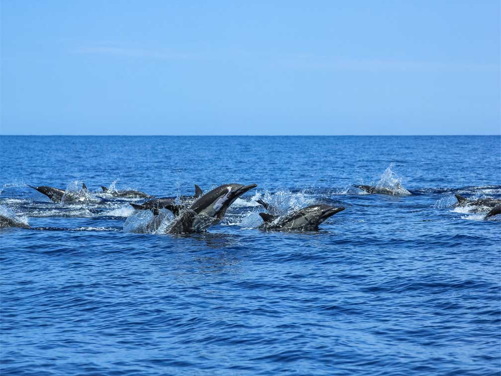 Actividades Turísticas en Rincón de Guayabitos
